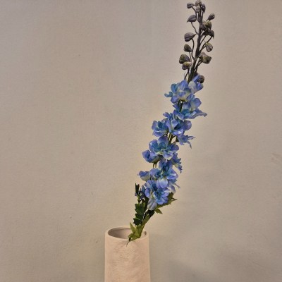 Delphinium Ridderspoor